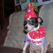 happy birthday triscuit